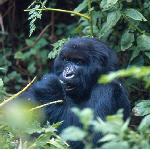 Congo gorilla in Virunga National Park