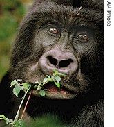 A mountain gorilla chews foliage in Virunga National Park in far eastern DRC