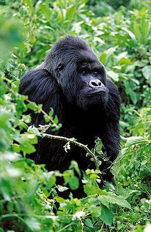 An adult male mountain gorilla in the Virunga Mountains, part of the Albertine Rift Ecoregion; WWF-EARPO
