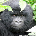 Congo gorillas