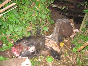 What the rangers least wanted to find, the remains of a gorilla retreived from a pit. © FZS.