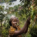 In Eastern DRC, Ex-Fighters Make a New Life With Coffee