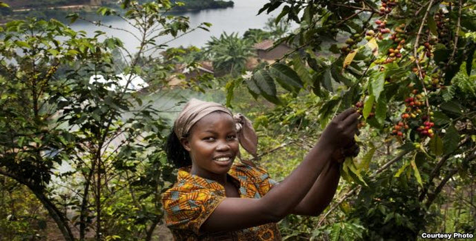 Bichera Ntamwinsa,23, picks berries from her coffee plants in Bukavu, Democratic Republic of the Congo. Farmer field schools and agricultural cooperatives can help smallholder farmers gain skills while strengthening their common voice. (UNESCO/Tim Dirven)