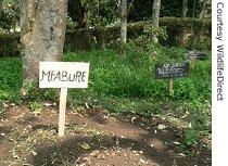 Dead infant gorilla named Mufabure is buried next to other killed gorilla at Rumangabo, headquarters for southern sector of Virunga National Park